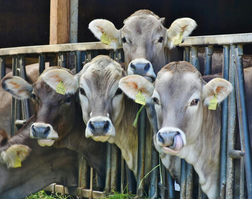 cows-dairy-cows-milk-food-162801 Close-up of four brown cows with ear tags standing in a barn, eating grass.