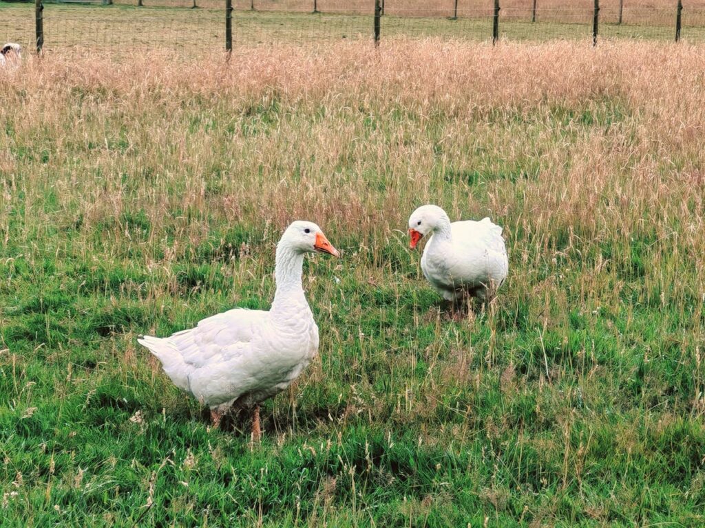 pexels-photo-28953599 Two white domestic geese grazing in a field in Hurstpierpoint, England.
