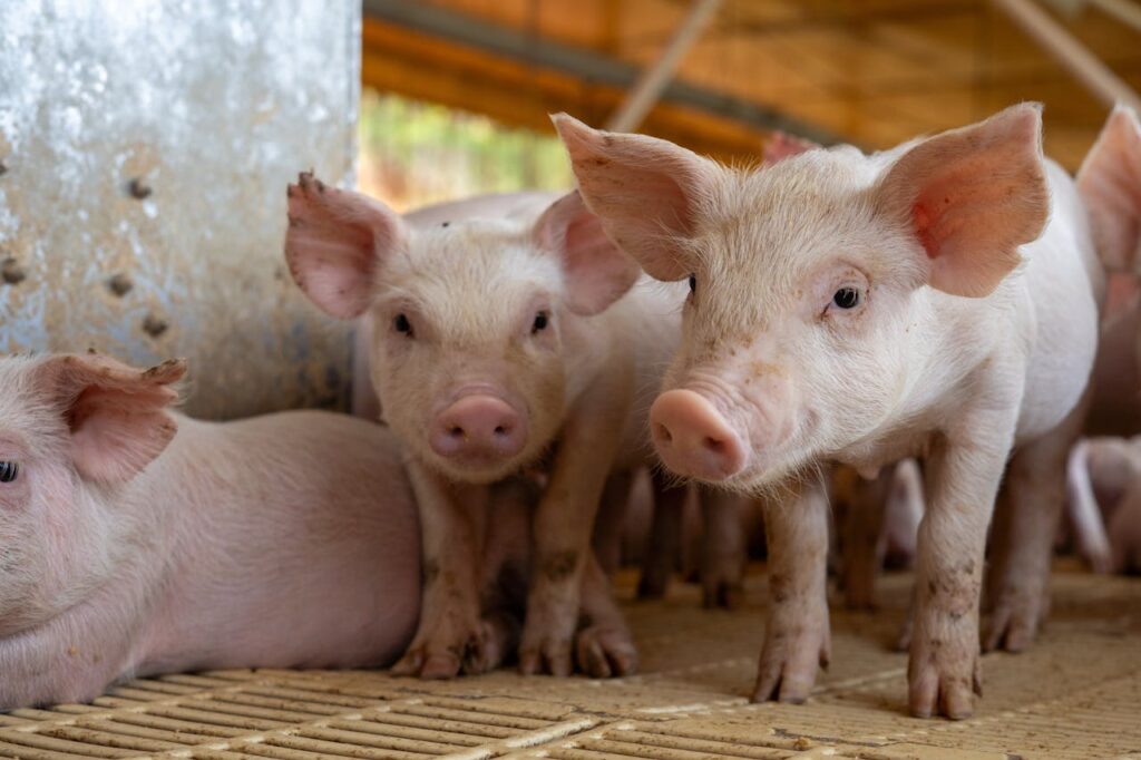 Group of adorable piglets in a farm environment.
