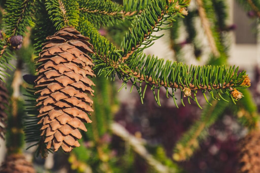 Detailed image of a pine cone on a branch of an evergreen tree with a blurred natural background.